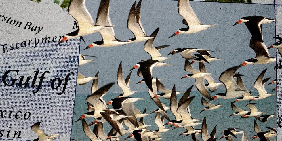 Nature Conservancy Told to Say ‘Gulf of America’ or Lose Federal Funding