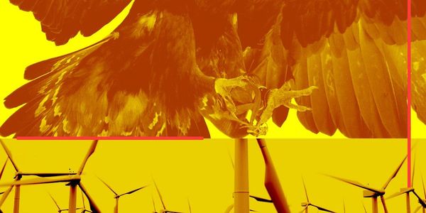 Birds Could Be the Anti-Wind Trump Card