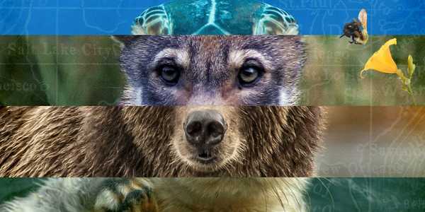 How Republicans Are Trying to Gut the Endangered Species Act