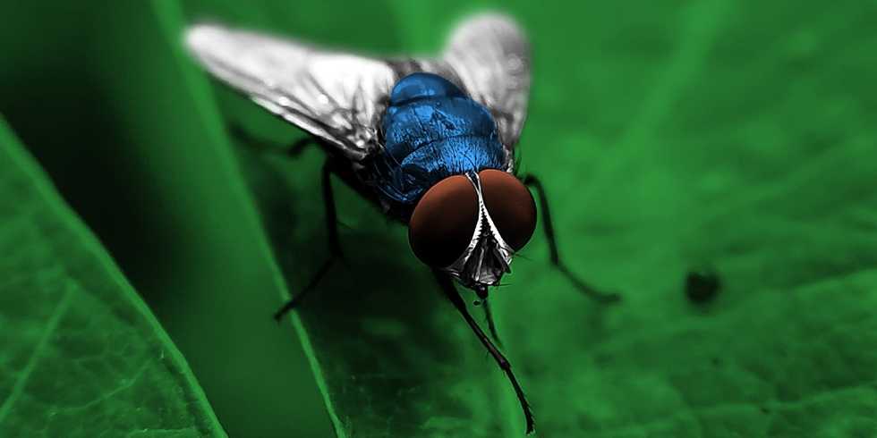 The U.S. Government’s Screwworm Screw-Up