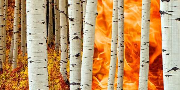 Could More Aspens Have Stopped the Aspen Acres Fire?