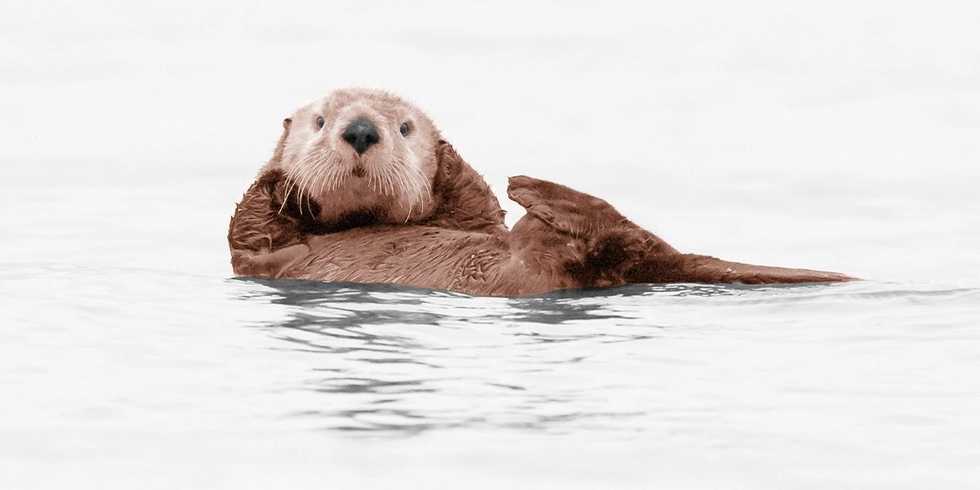 Trump Is Gutting the Endangered Species Act